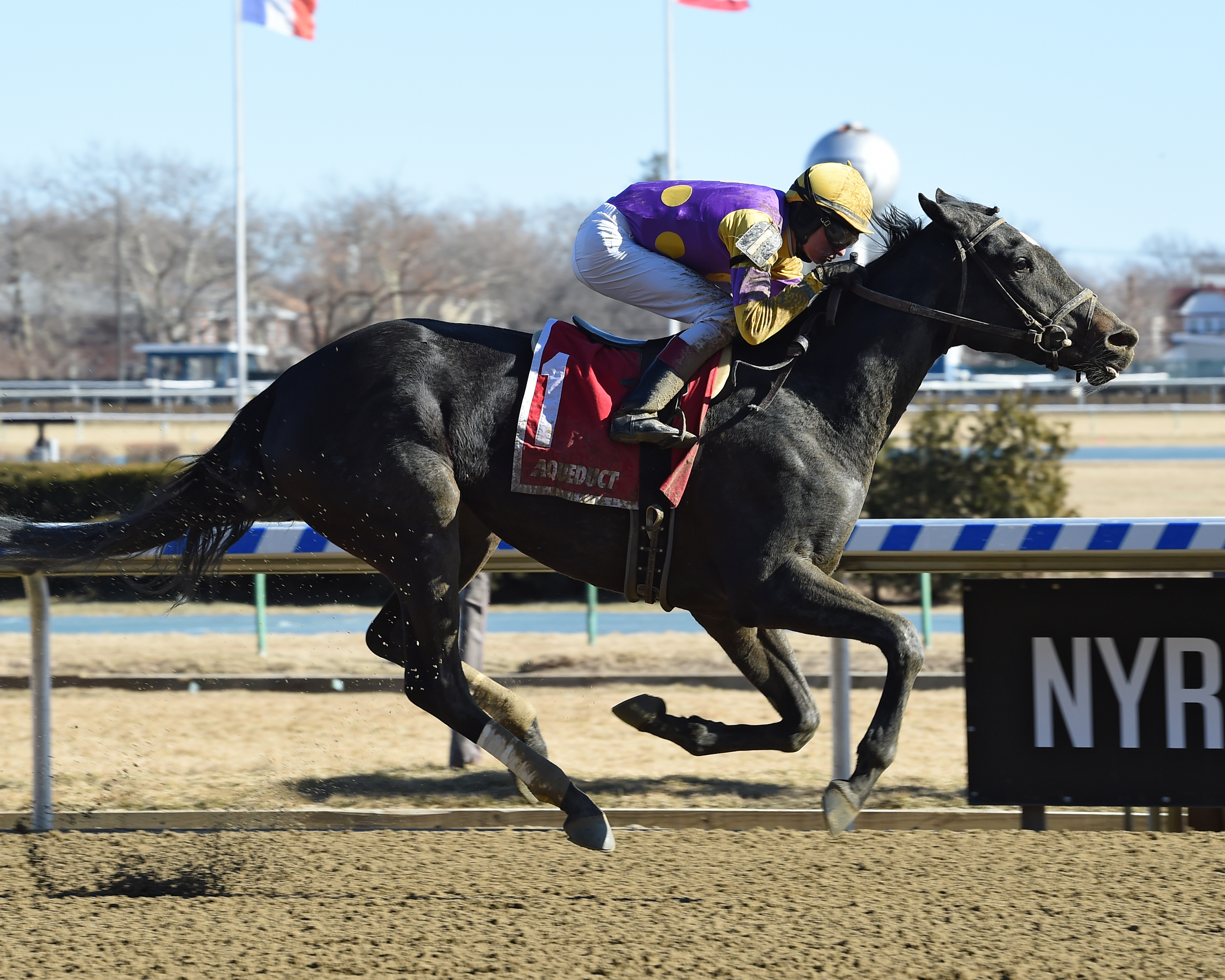 Midnight Disguise wins 2018 Busanda