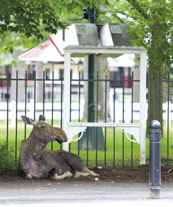 Moose at Saratoga