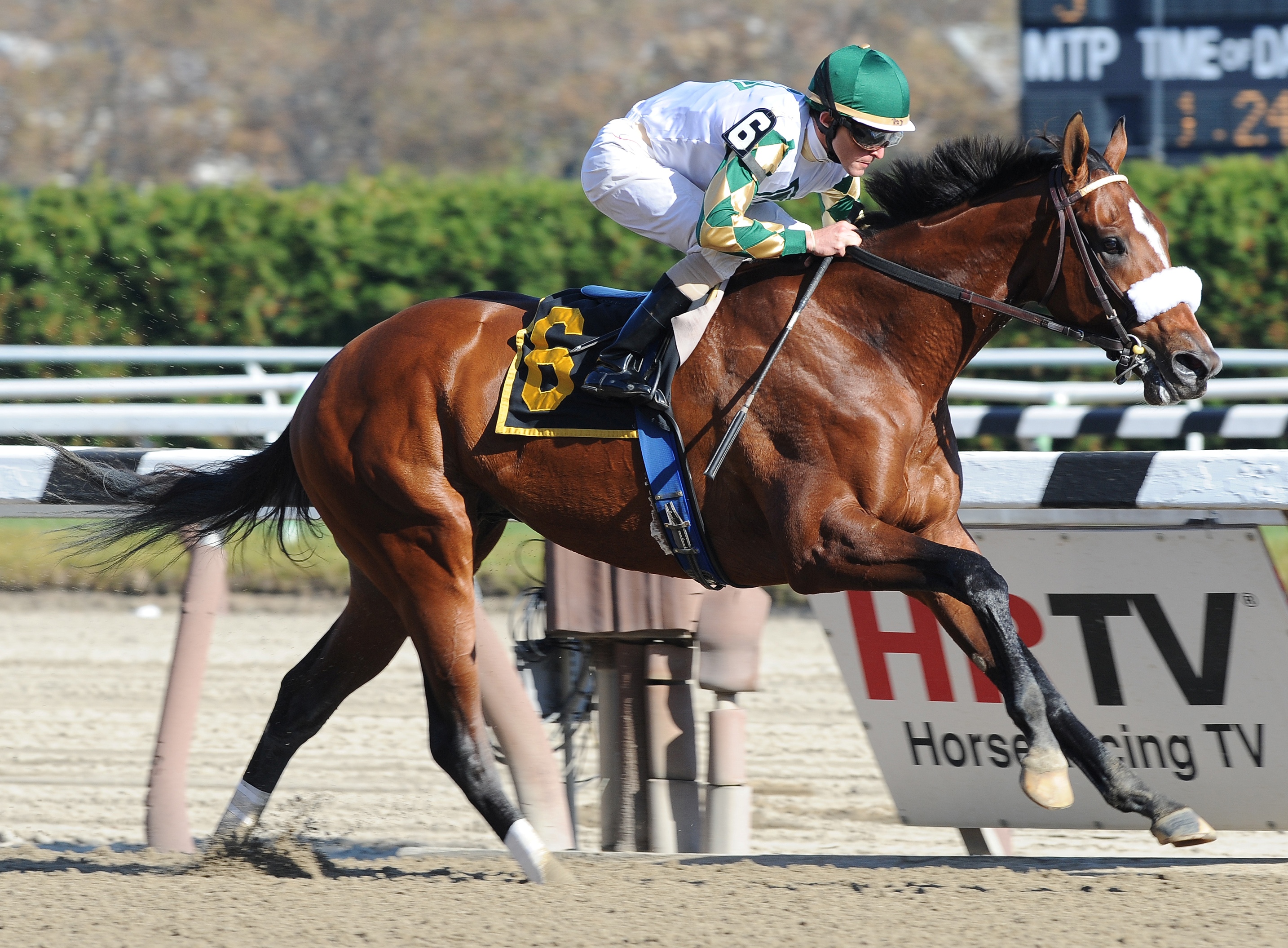Mucho Macho man, Nov. 1, 2011