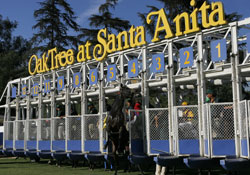 Oak Tree at Santa Anita
