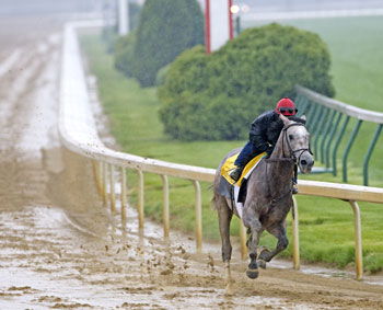 Paddy O'Prado