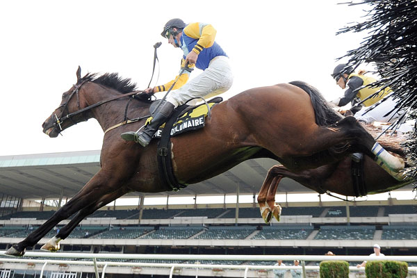 Horse Name