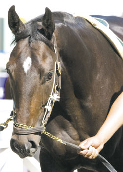 Pioneerof the Nile