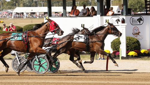 Plunge Blue Chip 9/19/19