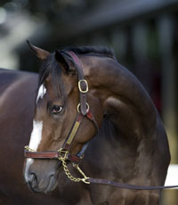 Rachel Alexandra