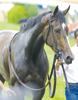 Rachel Alexandra