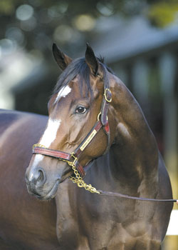 Rachel Alexandra