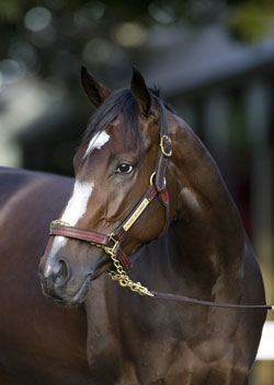 Rachel Alexandra