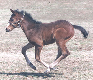 Rachel Alexandra