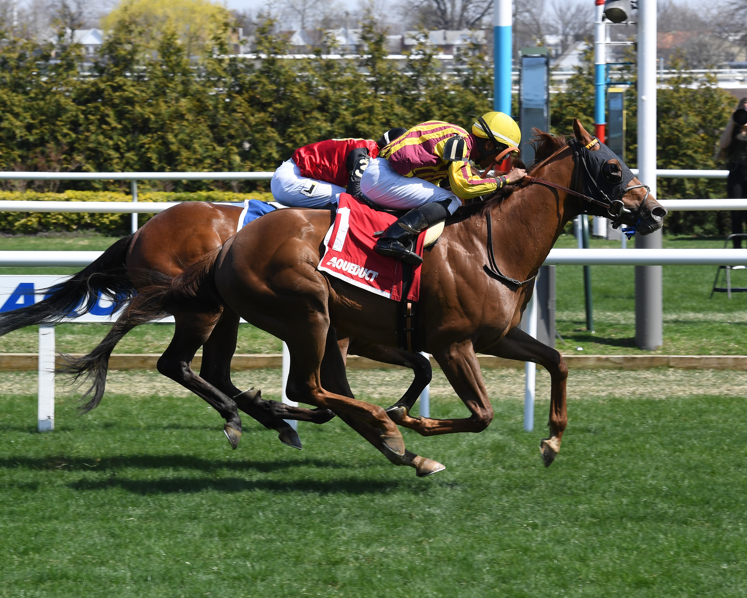 Regally Irish wins the 2019 Bridgetown Stakes