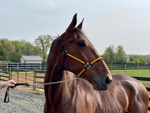 Ruthless Hanover 4-30-21
