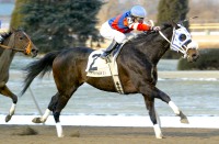 Saratoga Humor