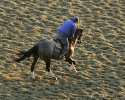 Oak Tree at Santa Anita