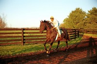 Seattle Slew
