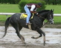 Senor Swinger
