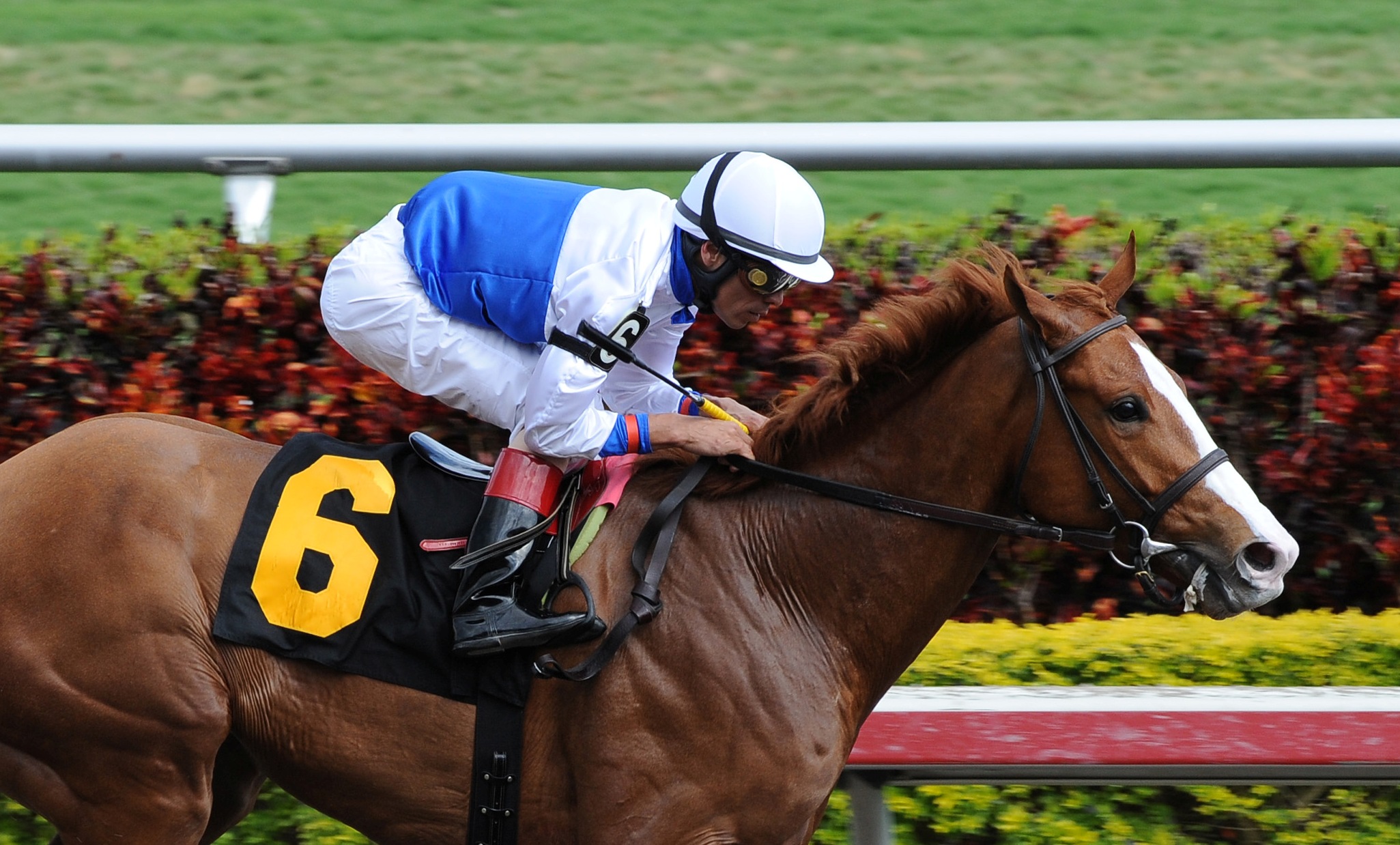 Shackleford, allowance win, Feb. 5, 2011