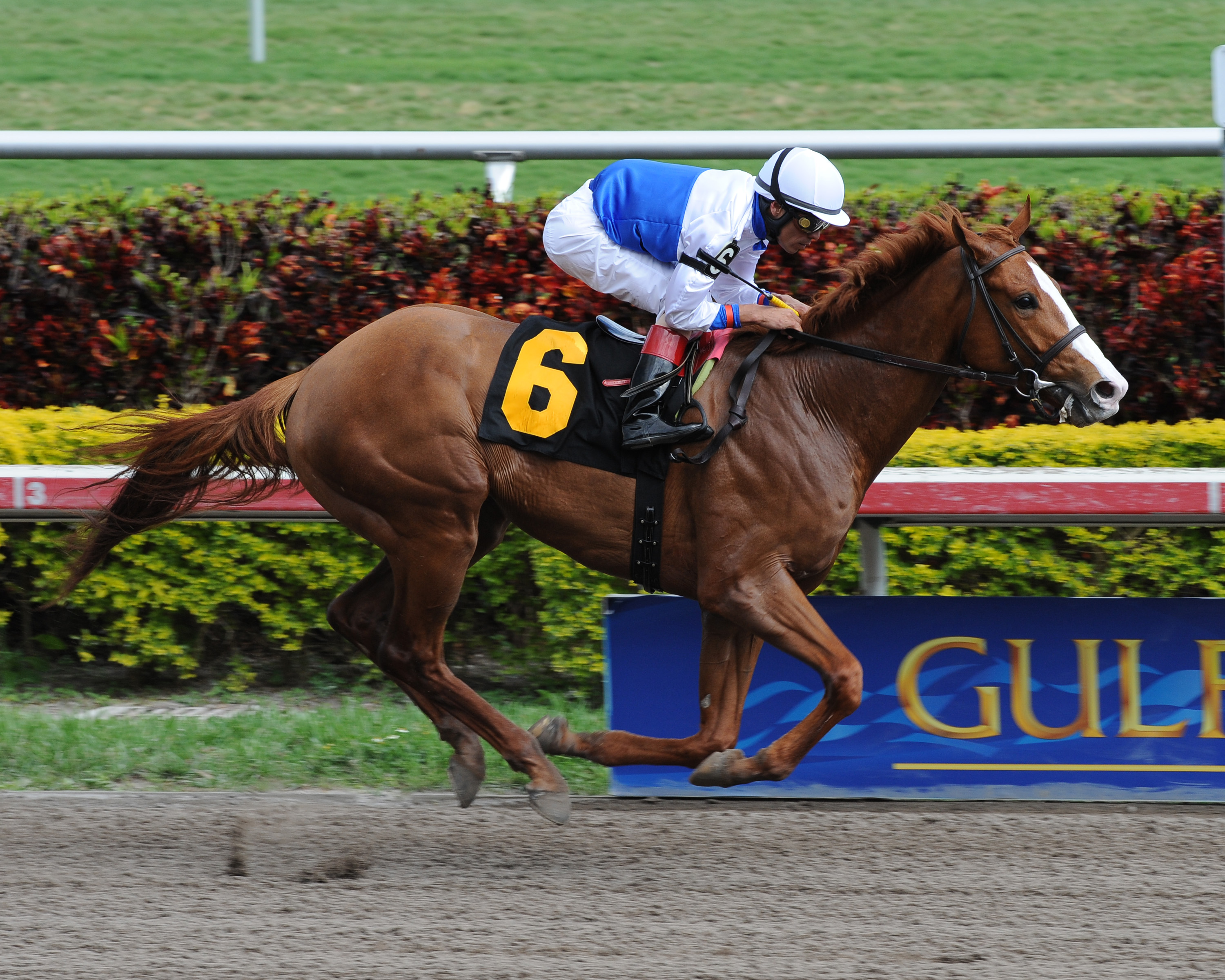 Shackleford