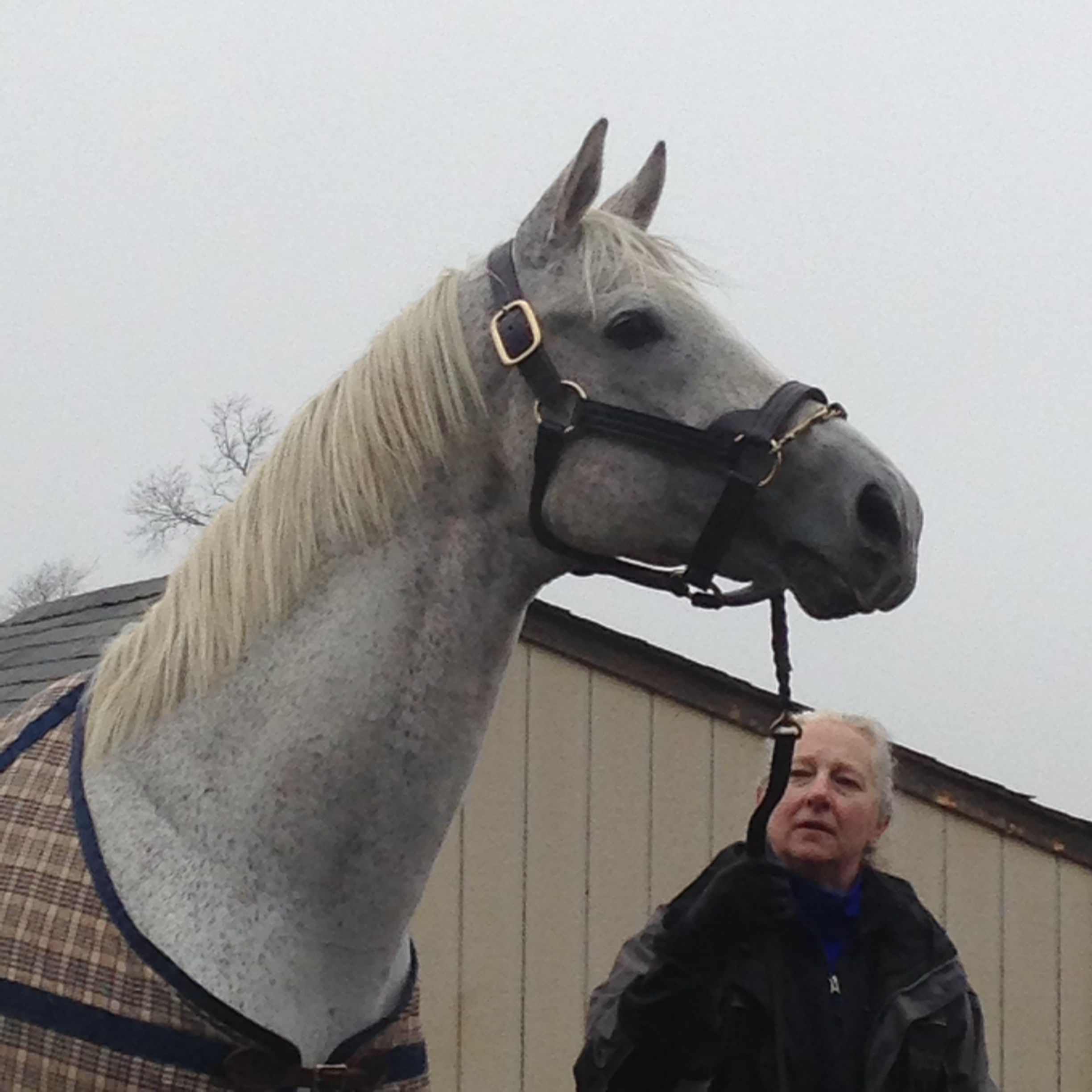 Silver Charm at Old Friends