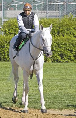 Silverfoot