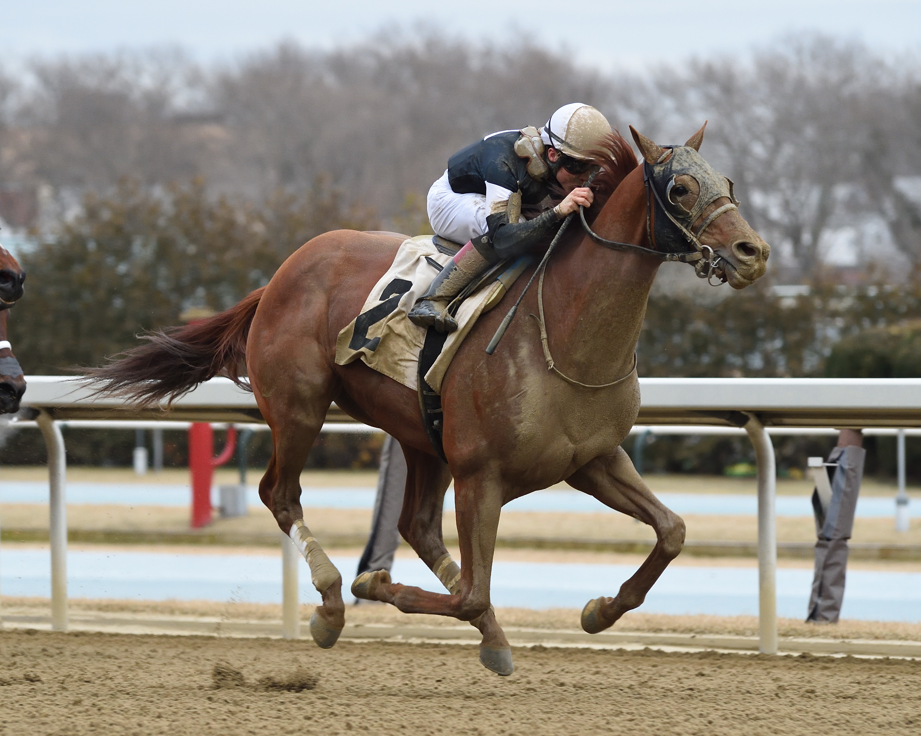 Sir Winston wins optional claimer at Aqueduct 1-31-2020