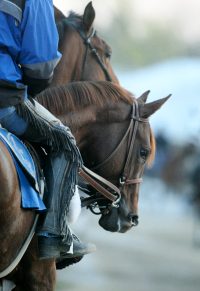 Smarty Jones