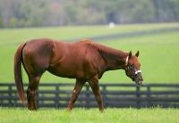 Smarty Jones