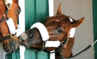 Smarty Jones