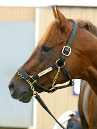 Smarty Jones