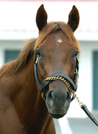 Smarty Jones