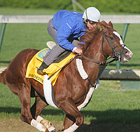 Spanish Chestnut