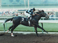 Spectacular Bid