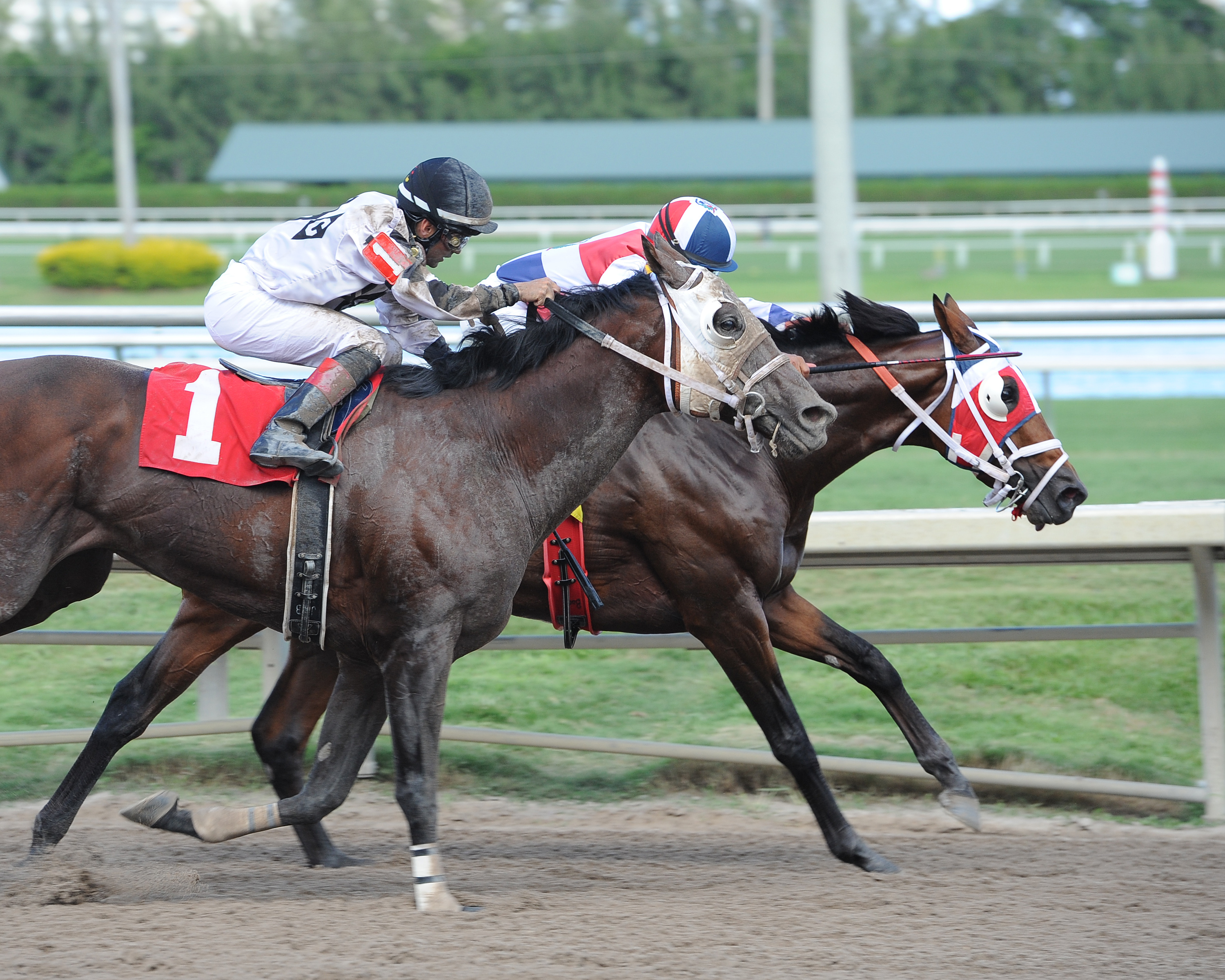 Sr. Quisqueyano 8-24-2013