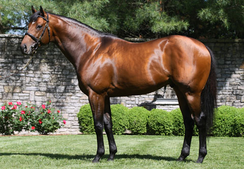 Majestic Warrior conformation
