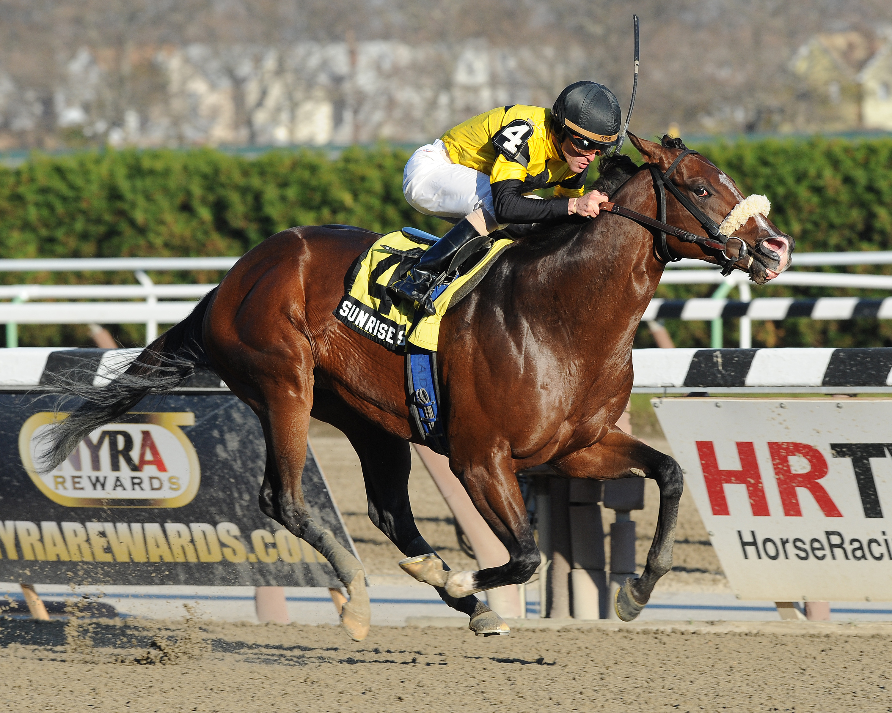 Sunrise Smarty/Highweight