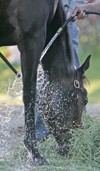 Sweetnorthernsaint