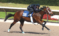 Tale of the Cat colt