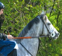 Tapit