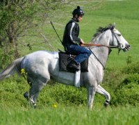 Tapit