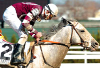 Tapit