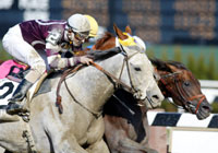 Tapit
