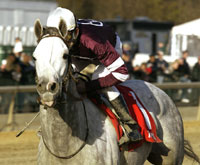 Tapit