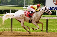 The White Fox