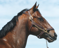 Tale of the Cat 2-year-old colt