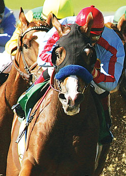 Tough Tiz's Sis