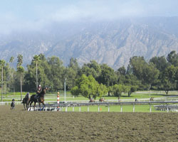 Oak Tree at Santa Anita
