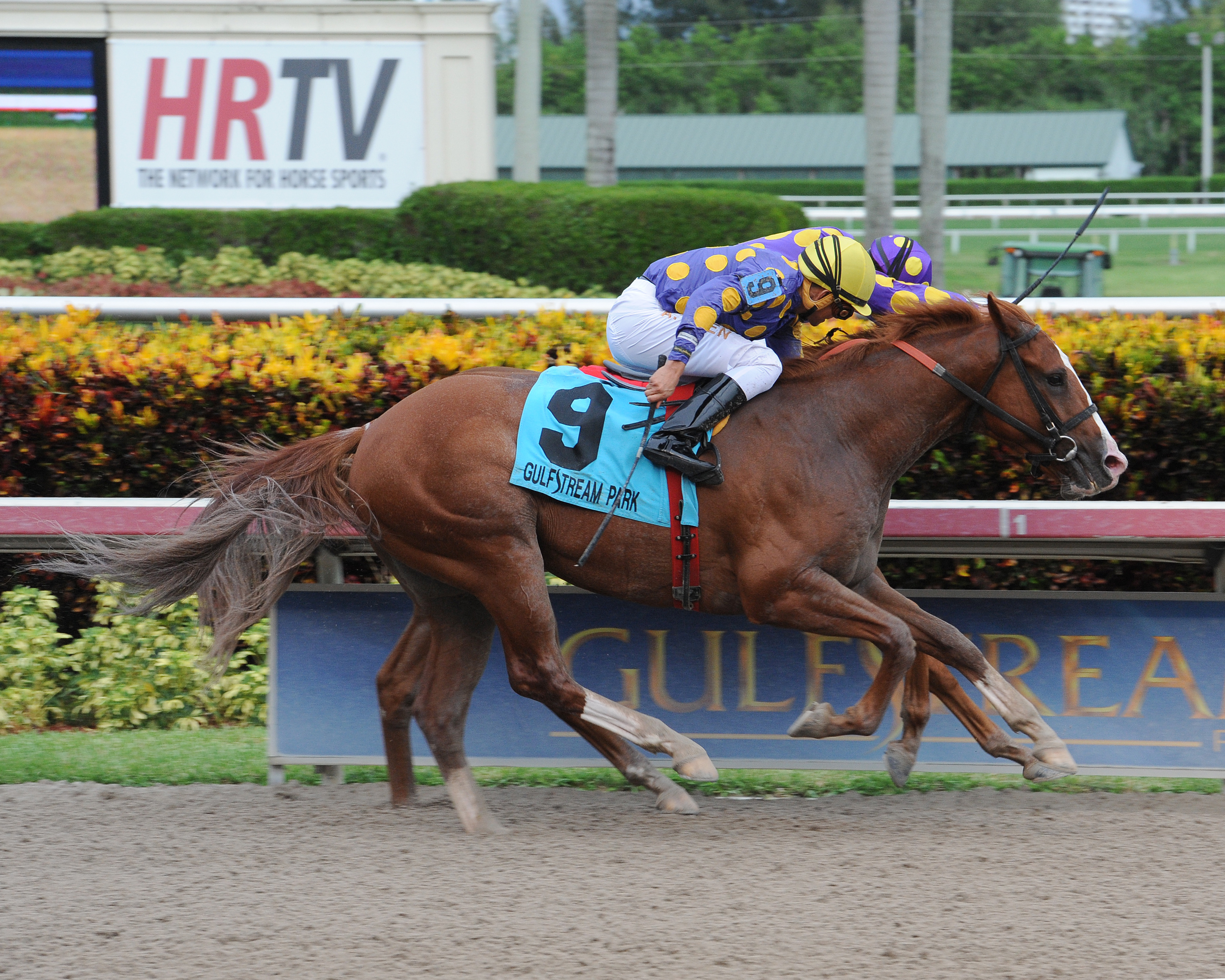 Twotwentyfive wins 2014 Affirmed