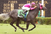 Unbridel's King