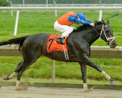 Unbridled Belle