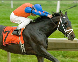 Unbridled Belle