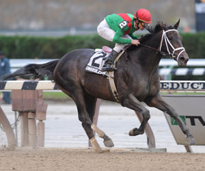 Unbridled Belle